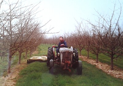 Mowing a Cider Apple Orchard