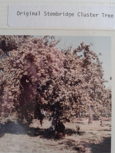 Original Stembridge Cluster Tree