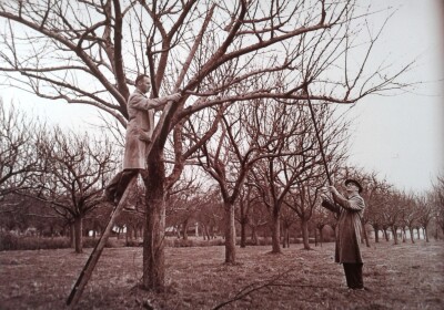 John and Albert Stuckey Pruning in and Orchard