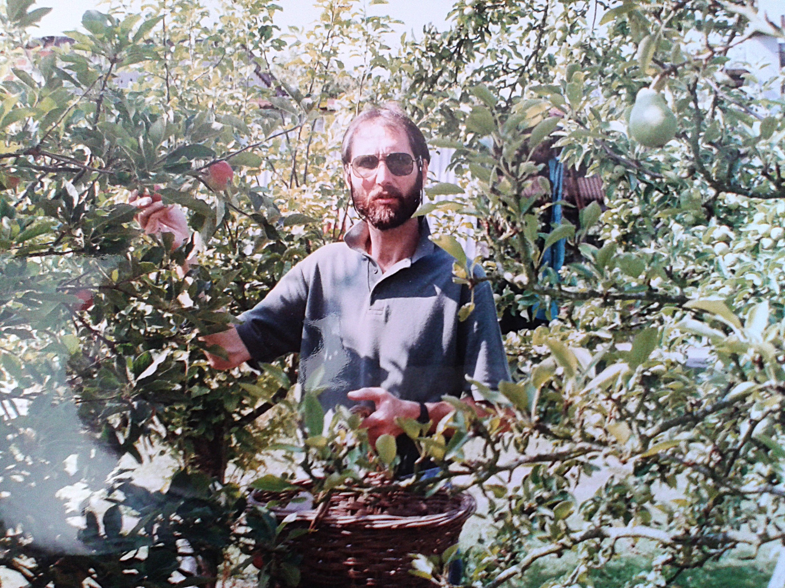 Picking Apples By Hand