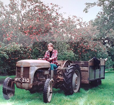 Picking Bramleys