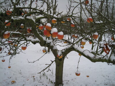 Orchard in the Snow