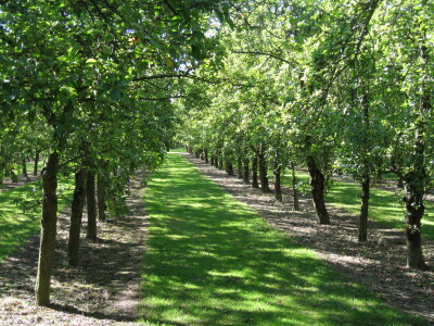 Summer in the Orchards