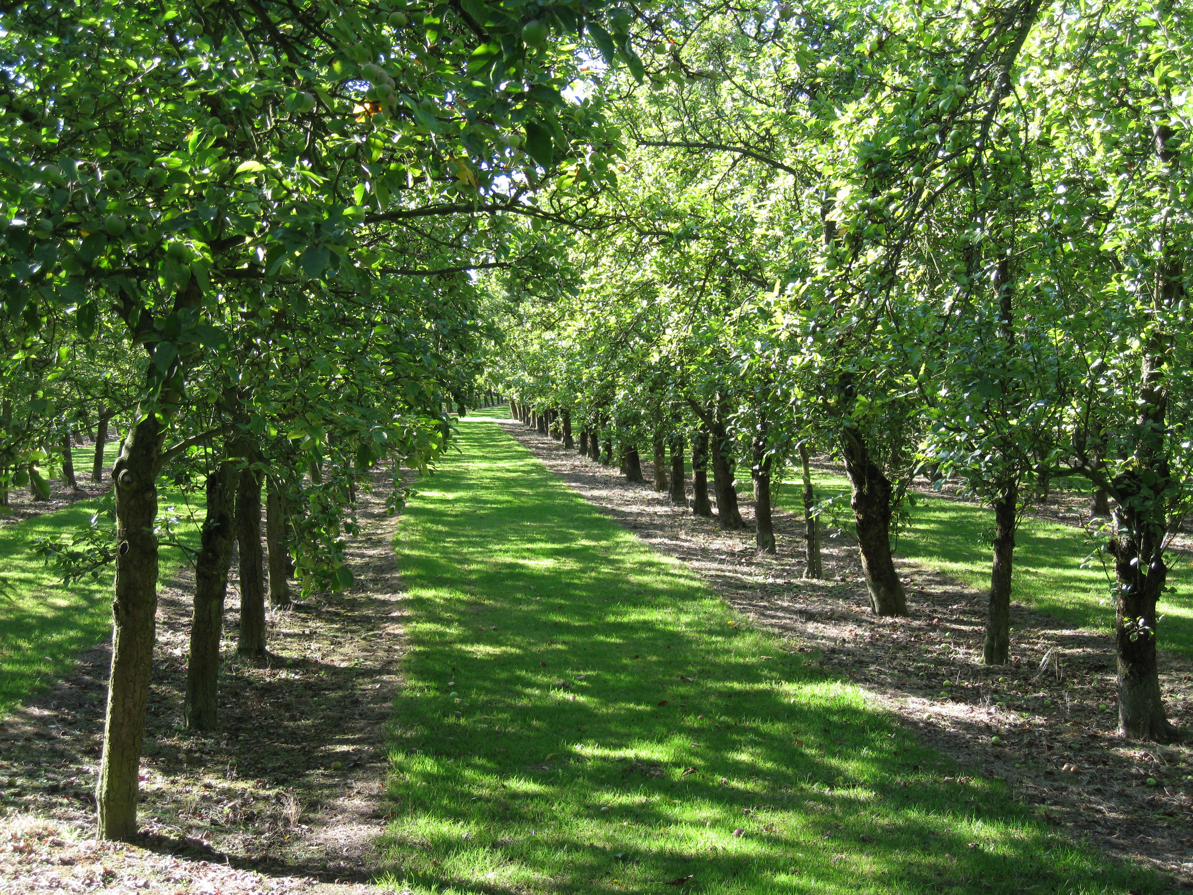 Summer in the Orchards