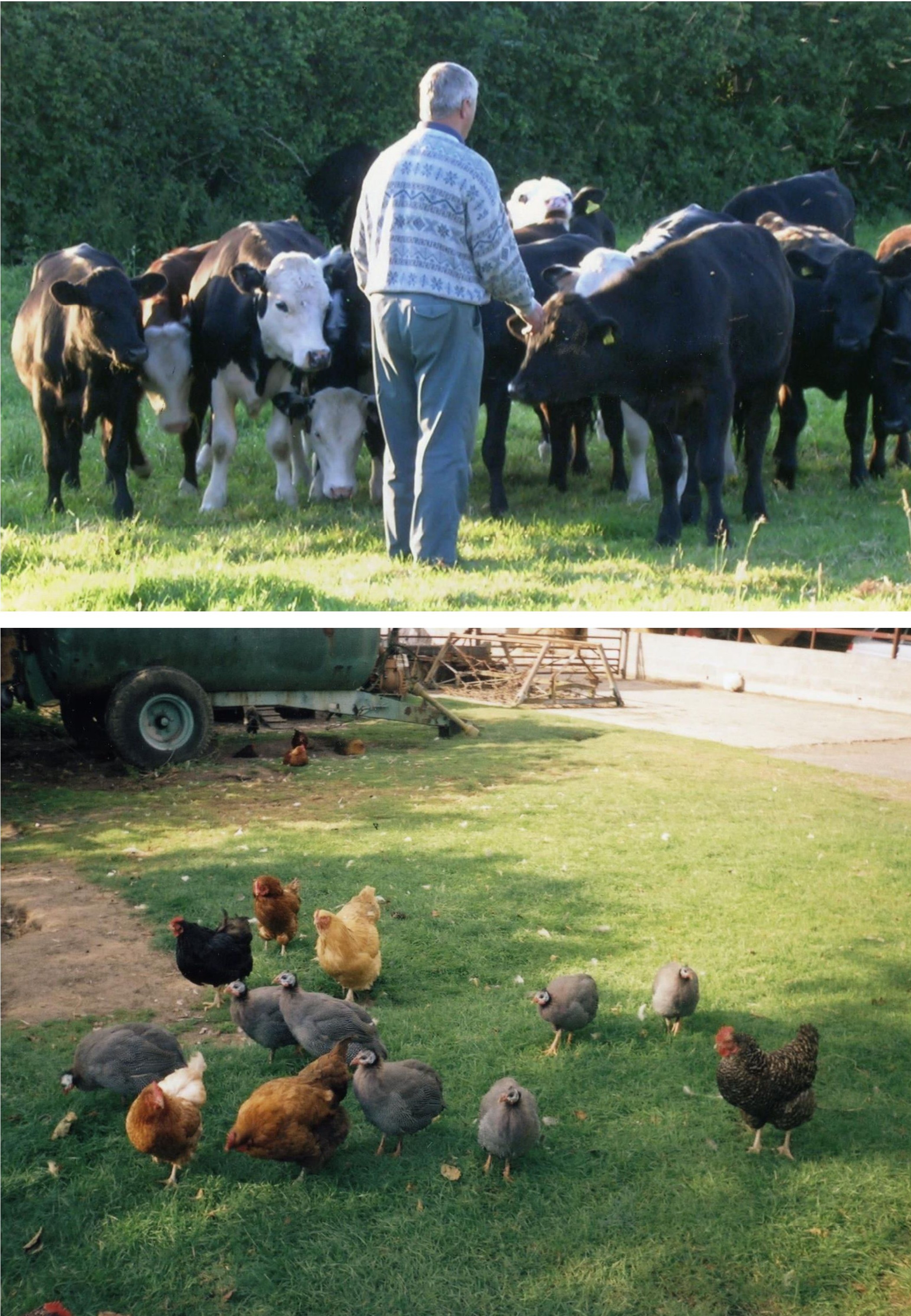 Cows and Hens