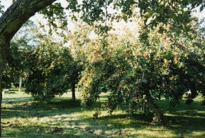 May Farm Cider Apple Orchard