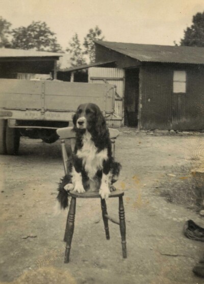 Dog on a chair at Coxs Farm