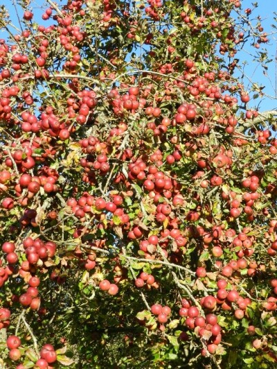 Father's Sort or Will Lock's - a Dabinett cider apple hybrid