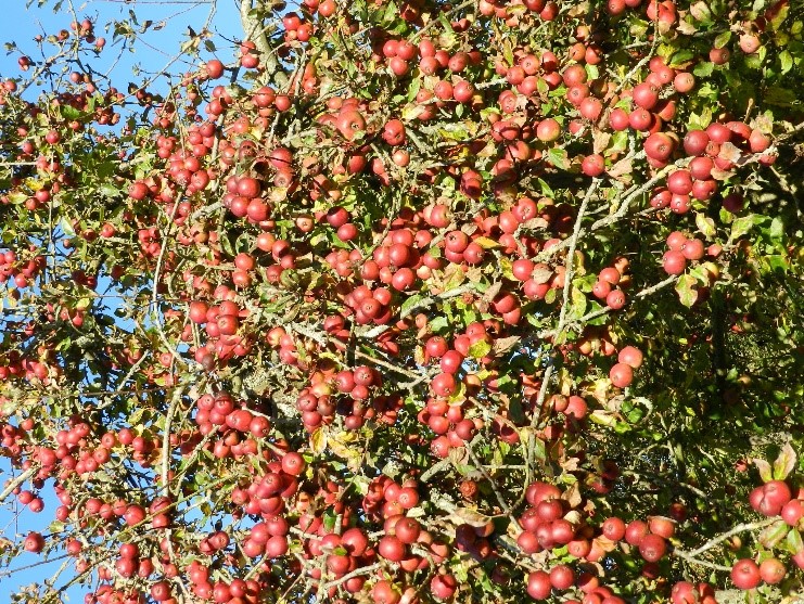 Father's Sort or Will Lock's - a Dabinett cider apple hybrid