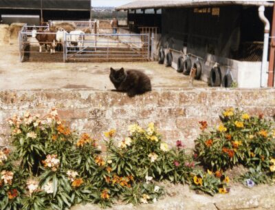 May Farm Cows & Cat on the wall