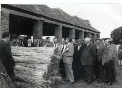 Auction of withies at Bradfords, Thorney