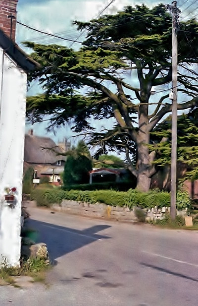Cedar Tree on Corner of Folly Road