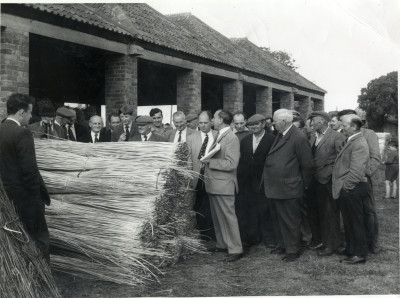 Auction of Withies