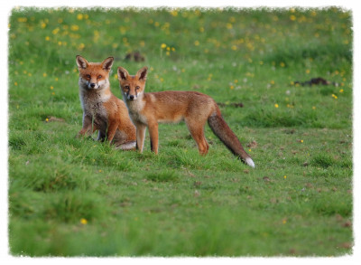 Wildlife at Lockleaze