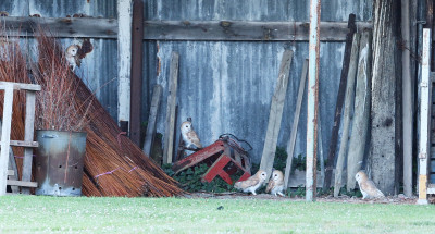 Owls at Lockleaze