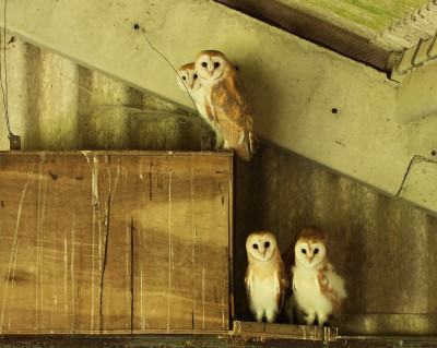 Owls fledging the nest
