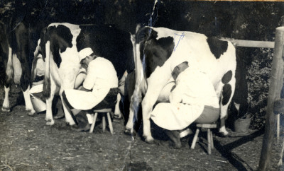 Hand-milking Cows in field